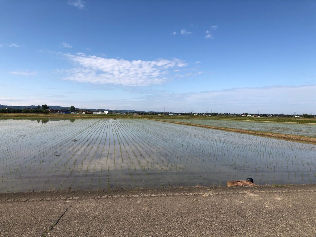 田植え